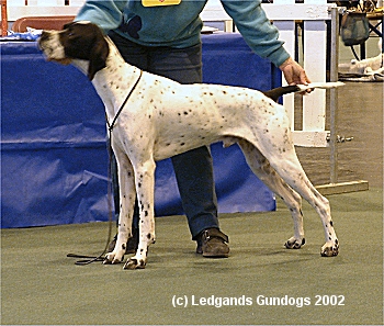 3rd Limit Dog